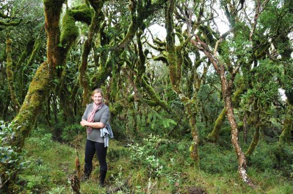 A bela mata de ares mágicos que cobre o pico do Monte Negro, em São José dos Ausentes - RS